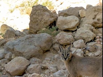 A Cat Looking feline standing and staring back in rocky mountain