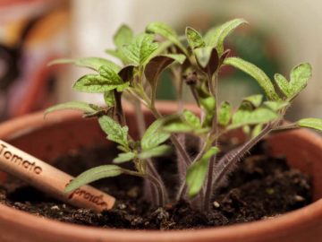 Plants from Pencils? Try Sprout