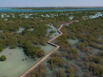 A Walk To Remember At Eastern Mangroves