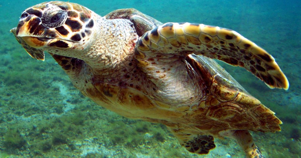 Abu Dhabi releases 150 rehabilitated sea turtles back into the bay