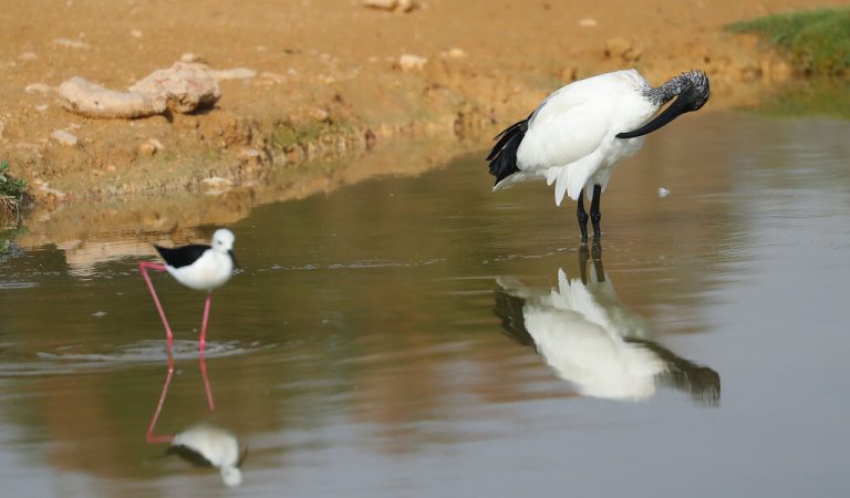 Al Ain Zoo Celebrates World Migratory Bird Day on 11th May