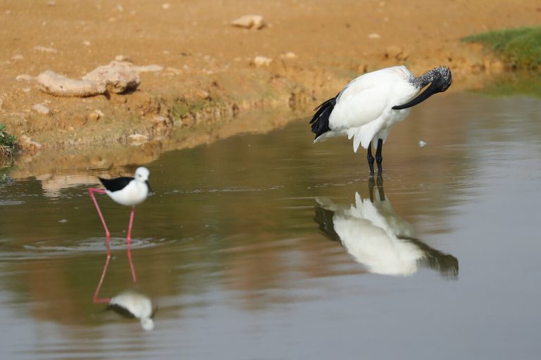 Al Ain Zoo