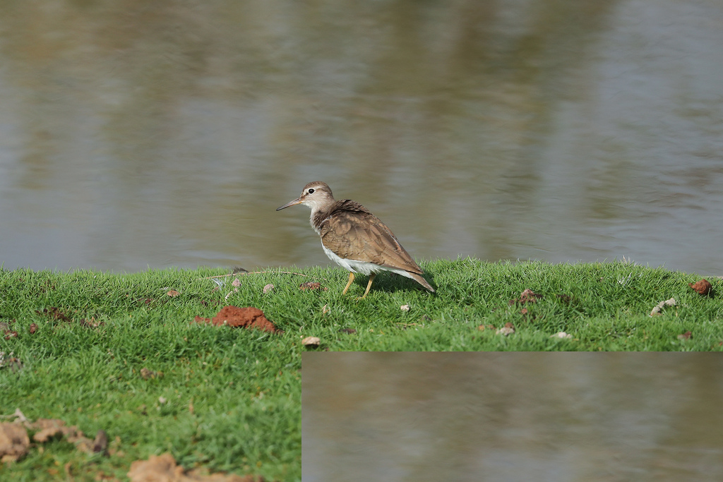 Migratory Birds in Al Ain Zoo