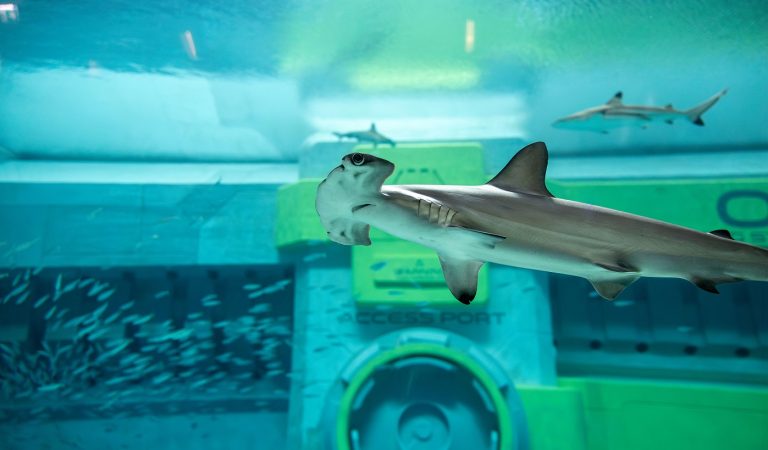 SeaWorld Abu Dhabi hosts shark week with interactive experiences