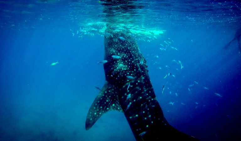 Whale Shark spotted in Abu Dhabi Corniche