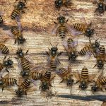 Beekeeping Course in Abu Dhabi