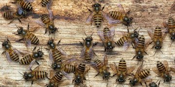 Beekeeping Course in Abu Dhabi