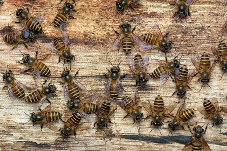 Beekeeping Course in Abu Dhabi